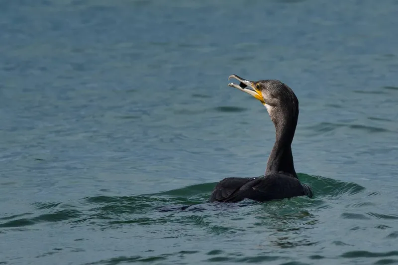Бакланов Иркутской области пустят на корм