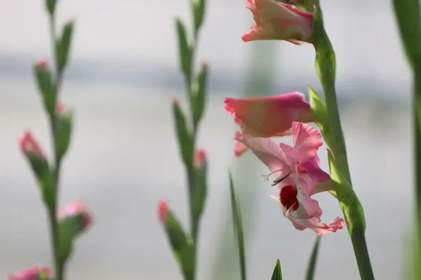 В Иркутске впервые вырастили гладиолусы ранней весной