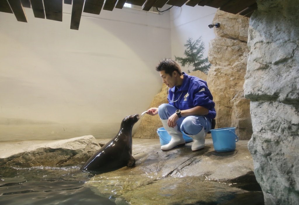 Bajkalskih-nerp-peredali-v-zoopark-prefektury-Isikava