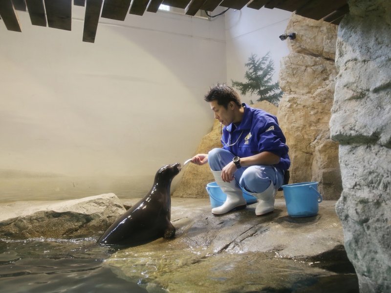 Bajkalskih-nerp-peredali-v-zoopark-prefektury-Isikava