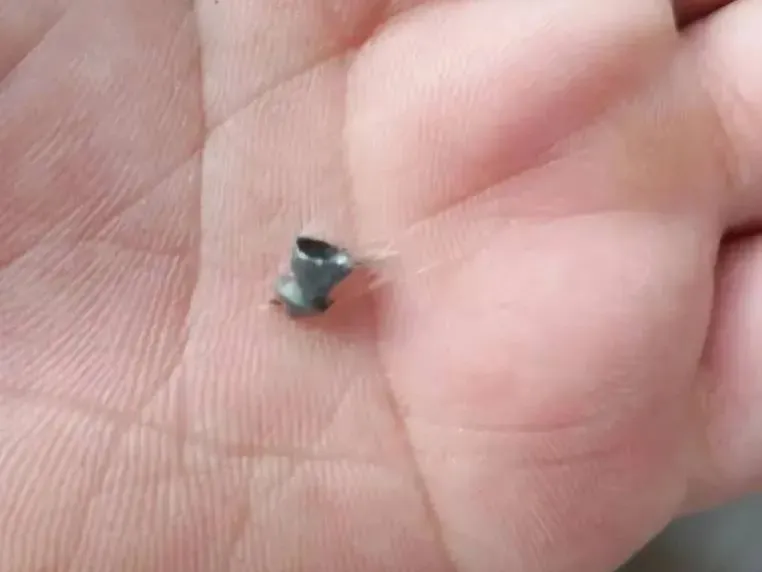 В Бодайбо кошку на самовыгуле расстреляли неизвестные