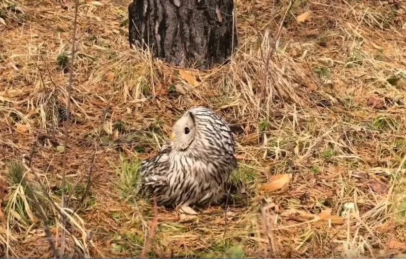 Неясыть Истеричка отправилась в дикую природу