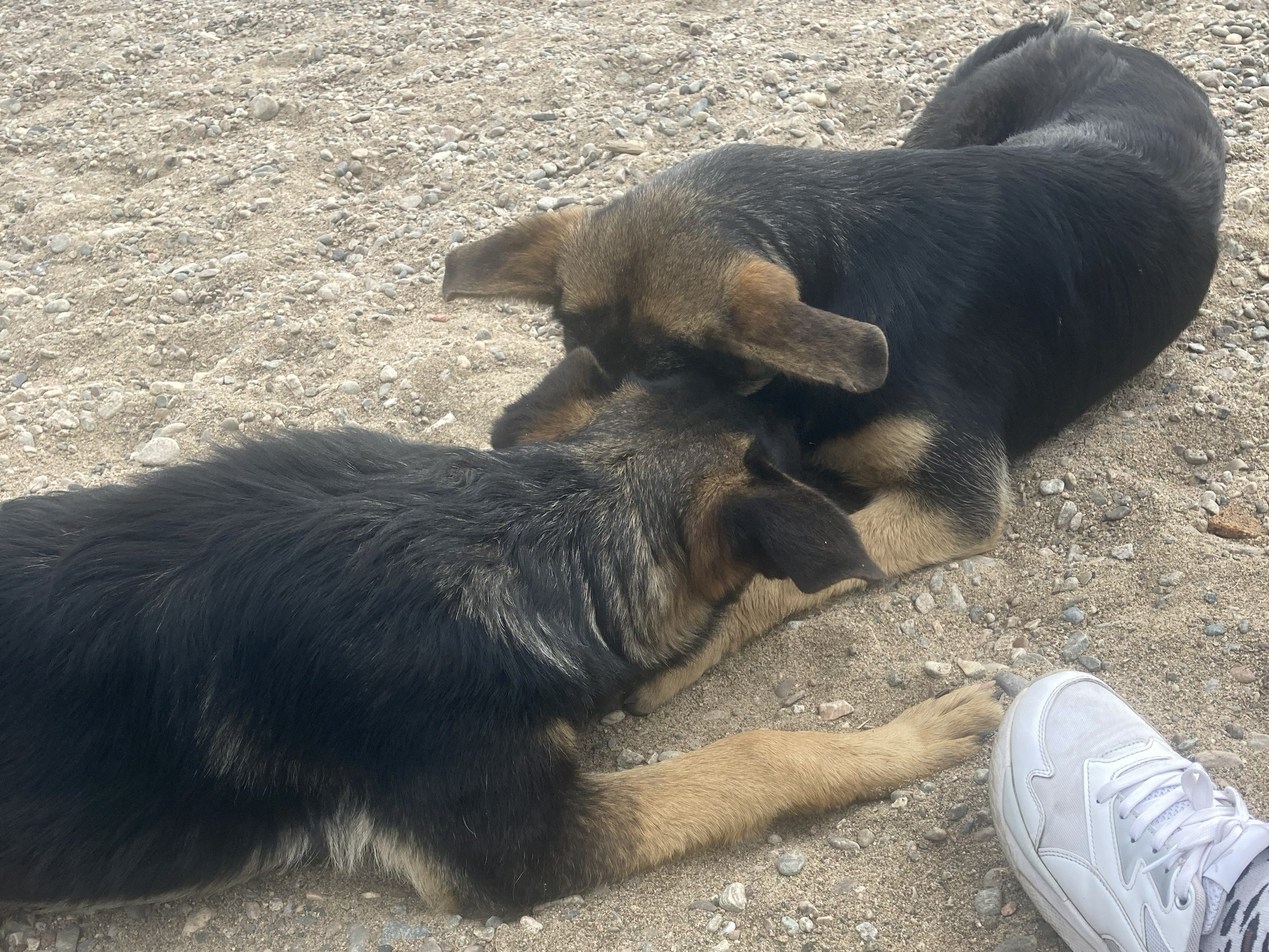 Собаке – собачья смерть. В Иркутской области могут разрешить умерщвление бродячих собак