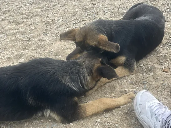 Собаке – собачья смерть. В Иркутской области могут разрешить умерщвление бродячих собак