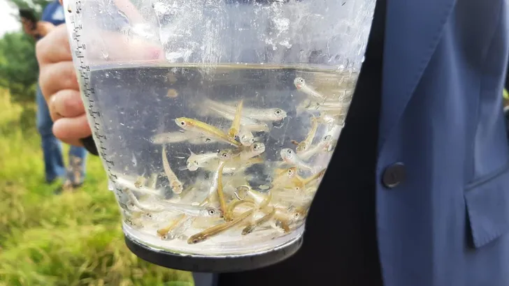 Больше 500 тысяч хариусов и пелядей поселятся в Братском водохранилище