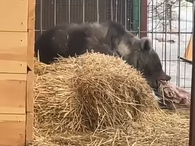 Медвежонок в Сибирском зоопарке проснулся и захотел есть