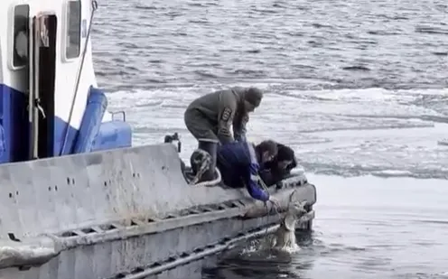 Беременную косулю спасли из льда Байкала