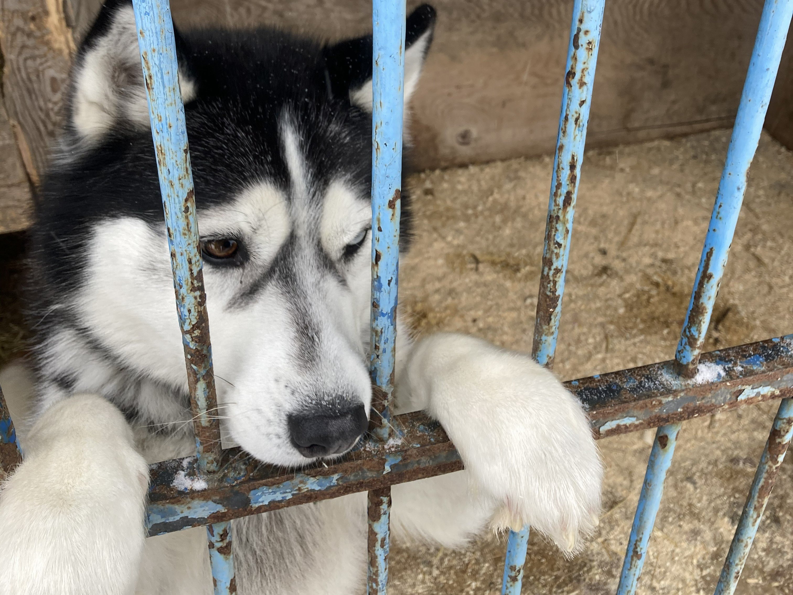 Собака в питомнике