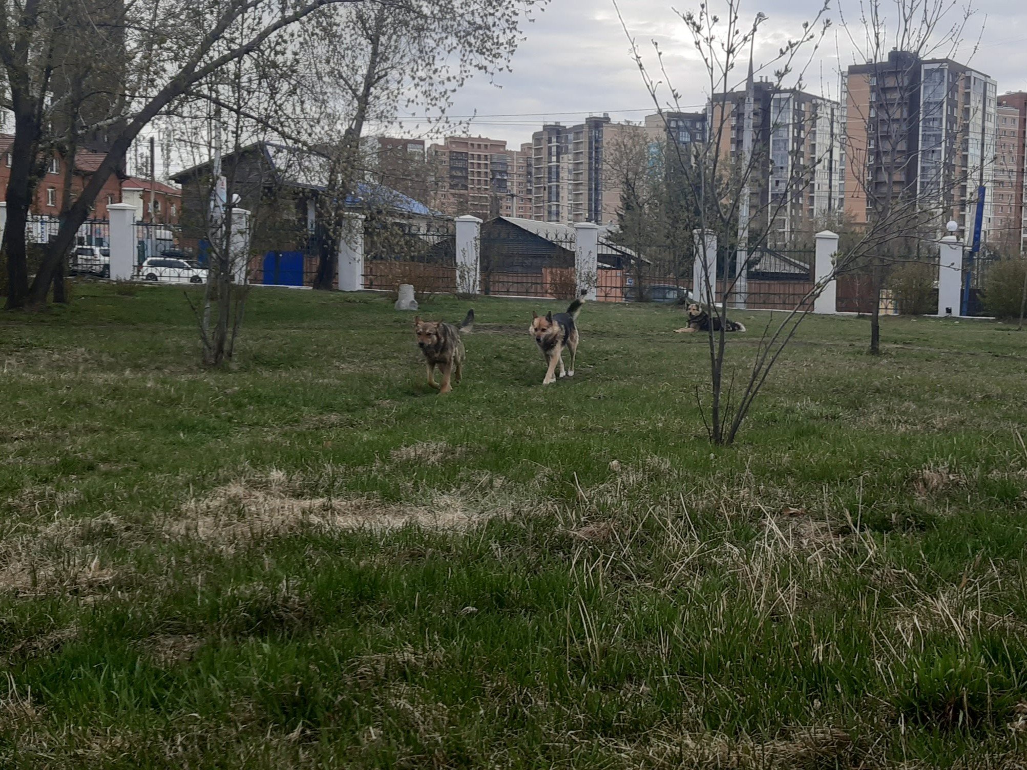 Собаки в ЦПКиО