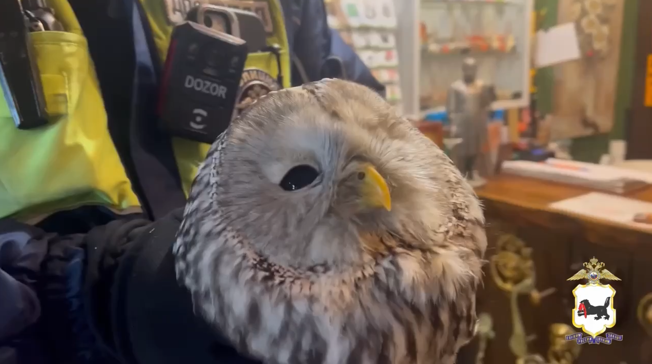 Сову в стрессе обнаружили сотрудники полиции в Иркутской области