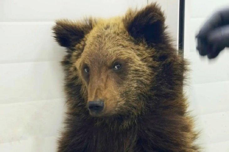 Сотрудники турбазы обнаружили брошенного медвежонка без клыков на КБЖД