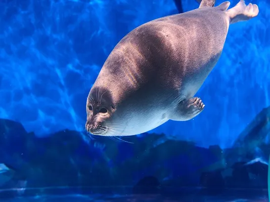 Байкальских нерп будут отслеживать по GPS-меткам