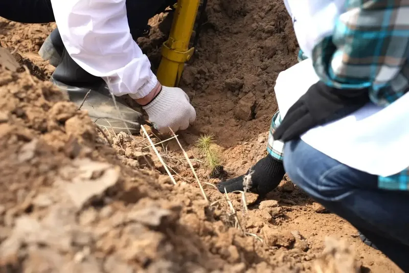 В рамках акции «Сад Памяти» в Иркутском лесничестве высадят 19 тысяч деревьев