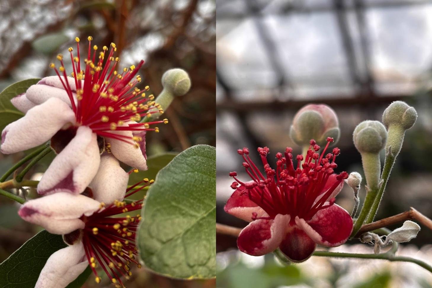 Экзотическое растение расцвело среди зимы в Иркутске