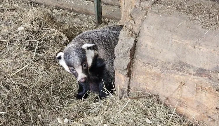 Весна пришла: В Иркутском зоосаде проснулась барсук