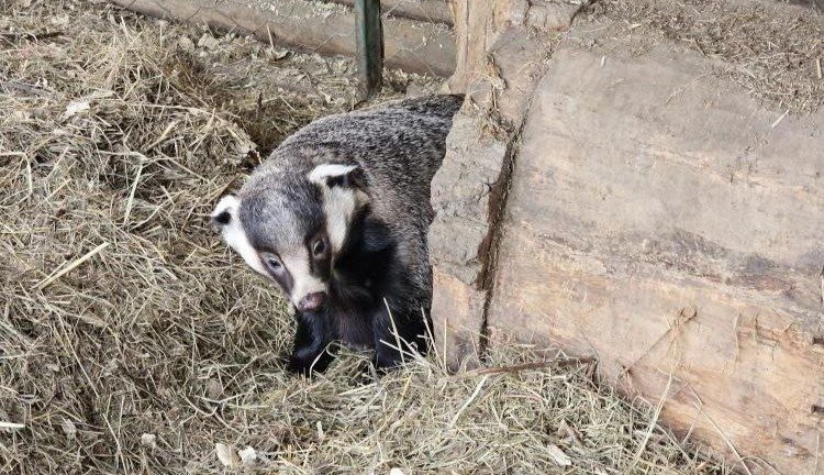 Весна пришла: В Иркутском зоосаде проснулась барсук
