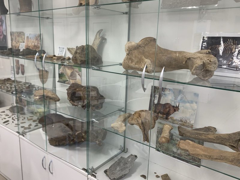 Останки древних животных