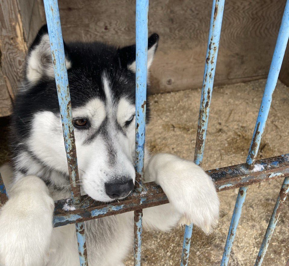 Уголовное дело за плохую организацию отлова собак возбудили в Иркутской области