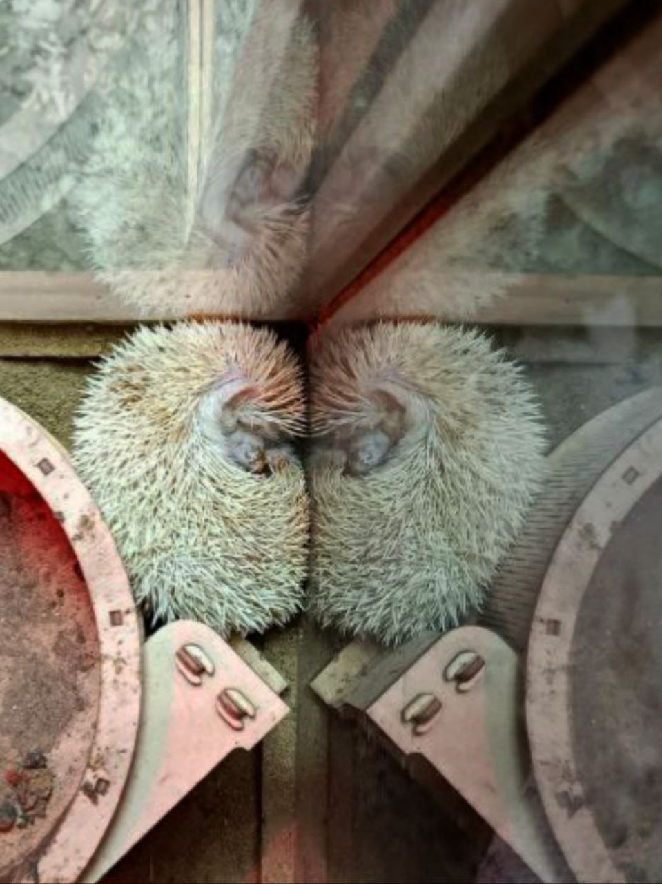 Ежи расскажут о погоде на весну в Иркутске