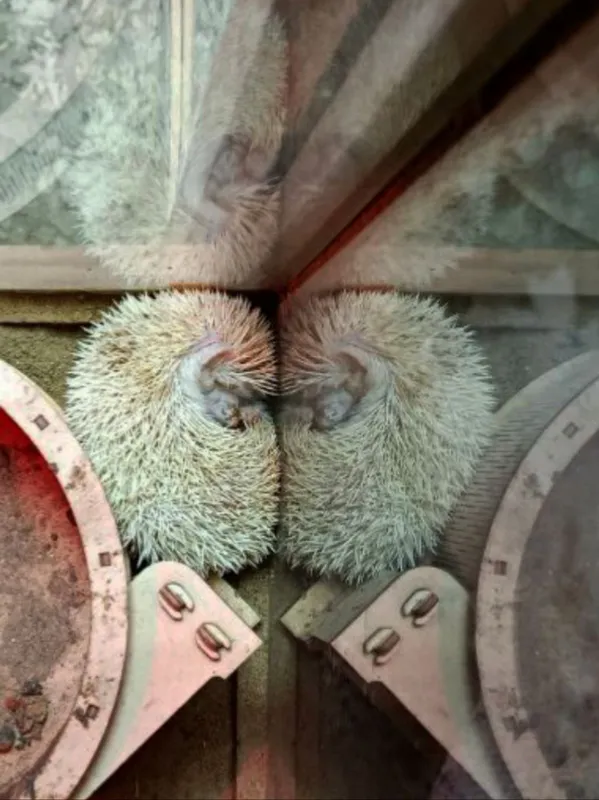 Ежи расскажут о погоде на весну в Иркутске