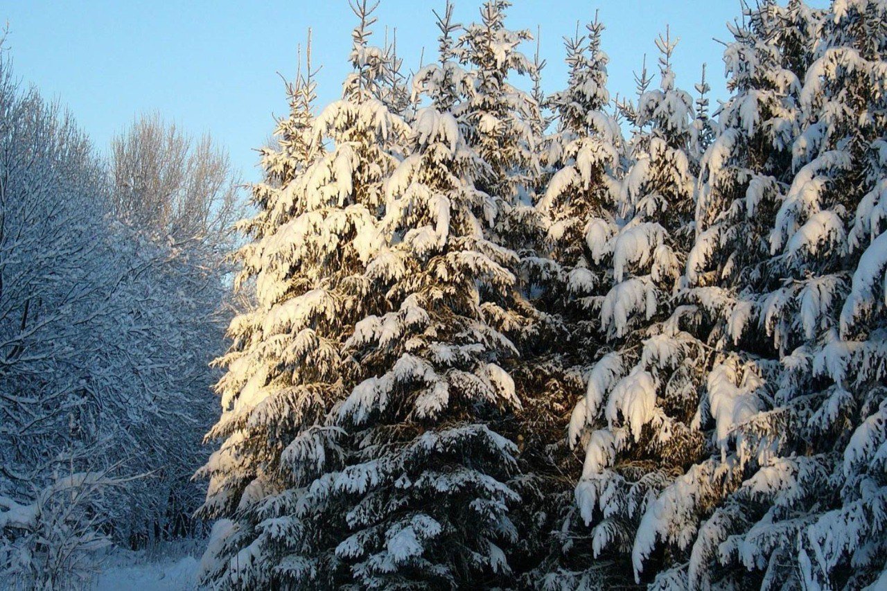 Ёлки под охраной: в Приангарье стартовало профилактическое мероприятие «Метель»