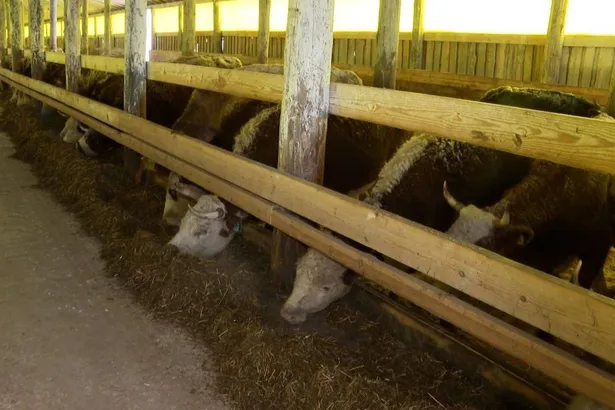 Фермеры в Ангарске загрязнили почву на 300 миллионов рублей