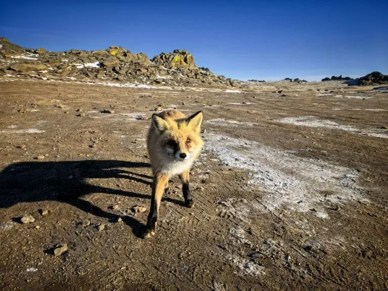 Лисы на Ольхоне могут разучиться охотиться