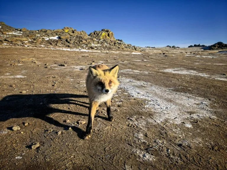 Лисы на Ольхоне могут разучиться охотиться