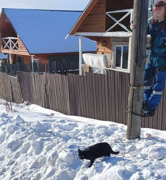 Кот в Хомутово и селезень на Урицкого: истории спасения попавших в беду животных