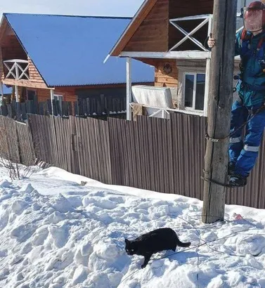 Кот в Хомутово и селезень на Урицкого: истории спасения попавших в беду животных