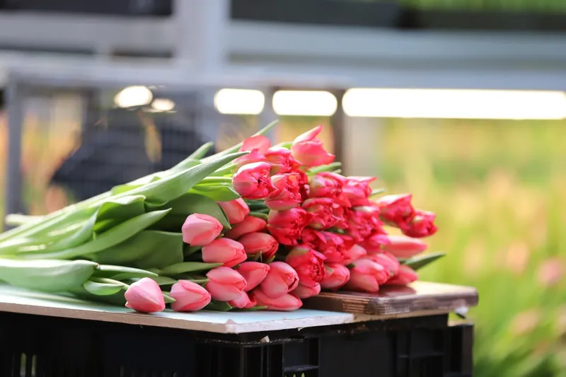 Рекордное количество тюльпанов вырастят в Иркутске к 8 марта