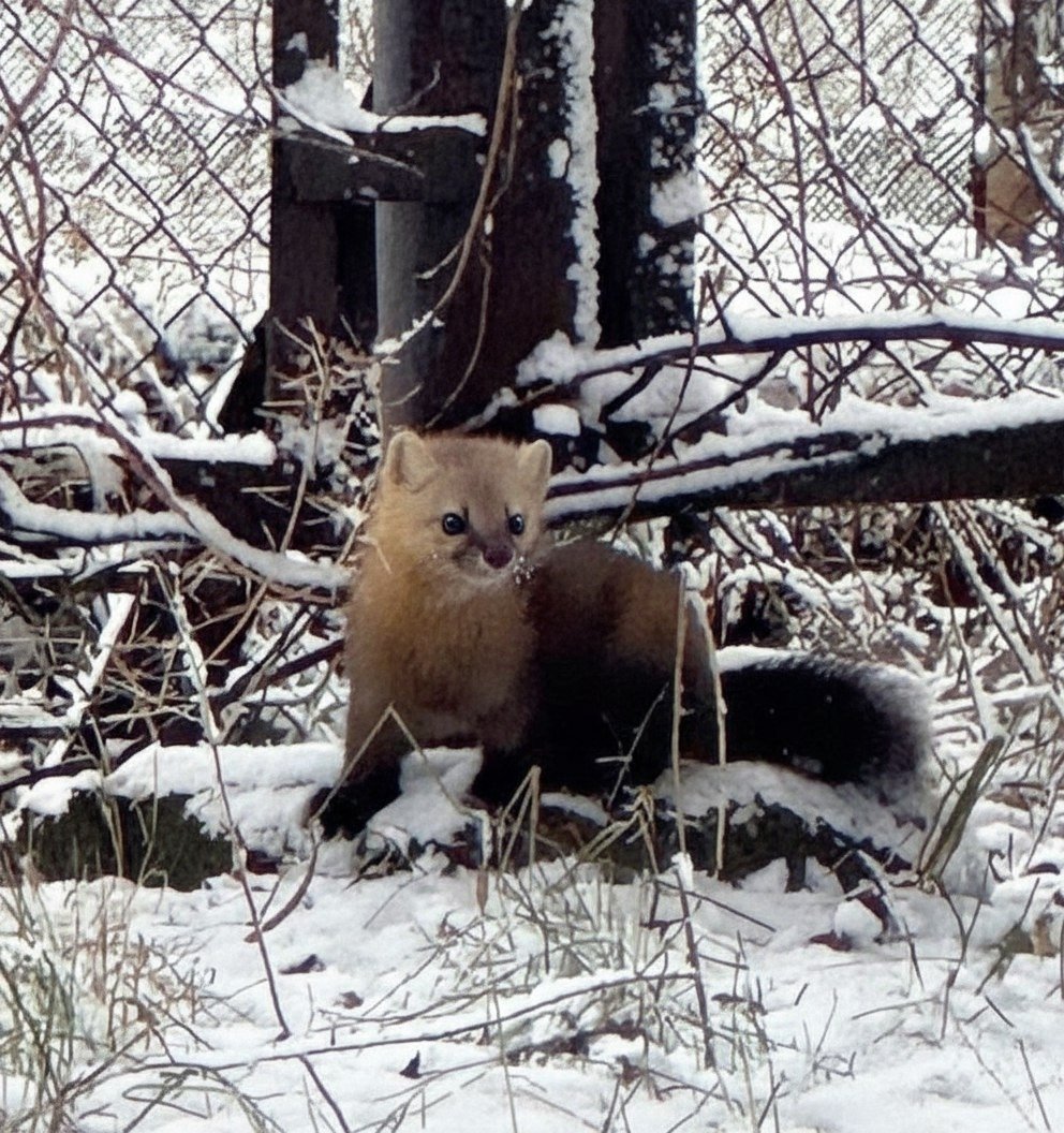 Дикий зверь вышел в жилой микрорайон Братска