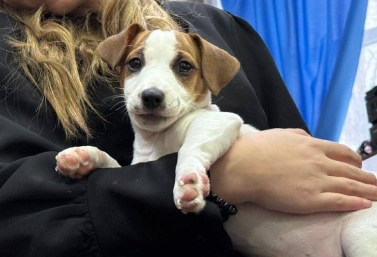 Путин подарил щенка школьнице из Приангарья