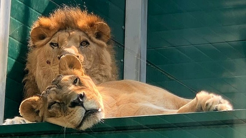 Самый известный лев в Иркутске отмечает 20-летний юбилей