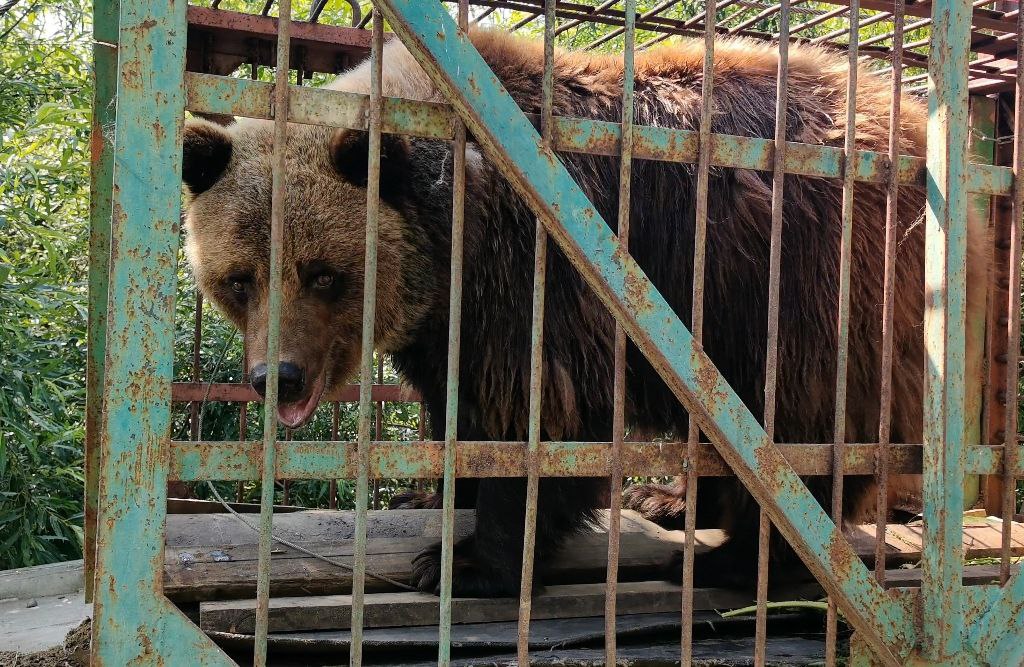 Медведица Маша из Листвянки обрела новый дом в питомнике «К-9»