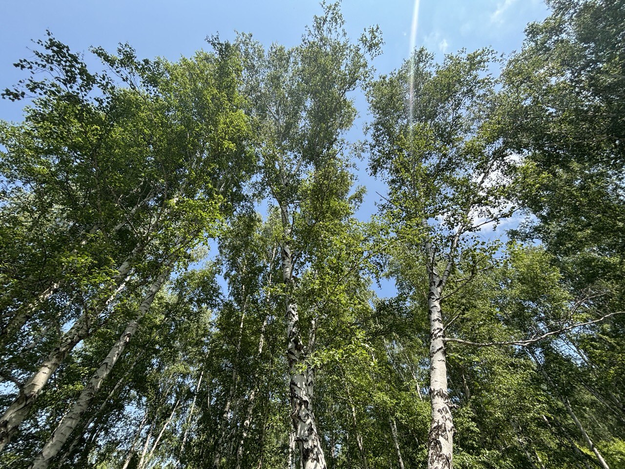 В Иркутской области высадили 6,6 миллионов новых деревьев