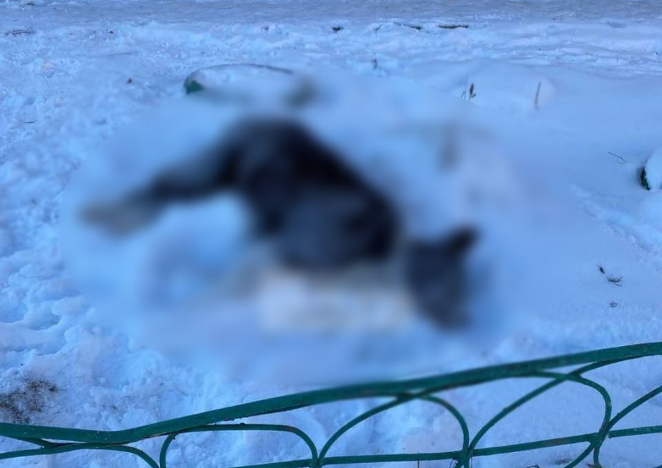 Полиция проверяет сообщения об убийстве собак в Шелеховском районе