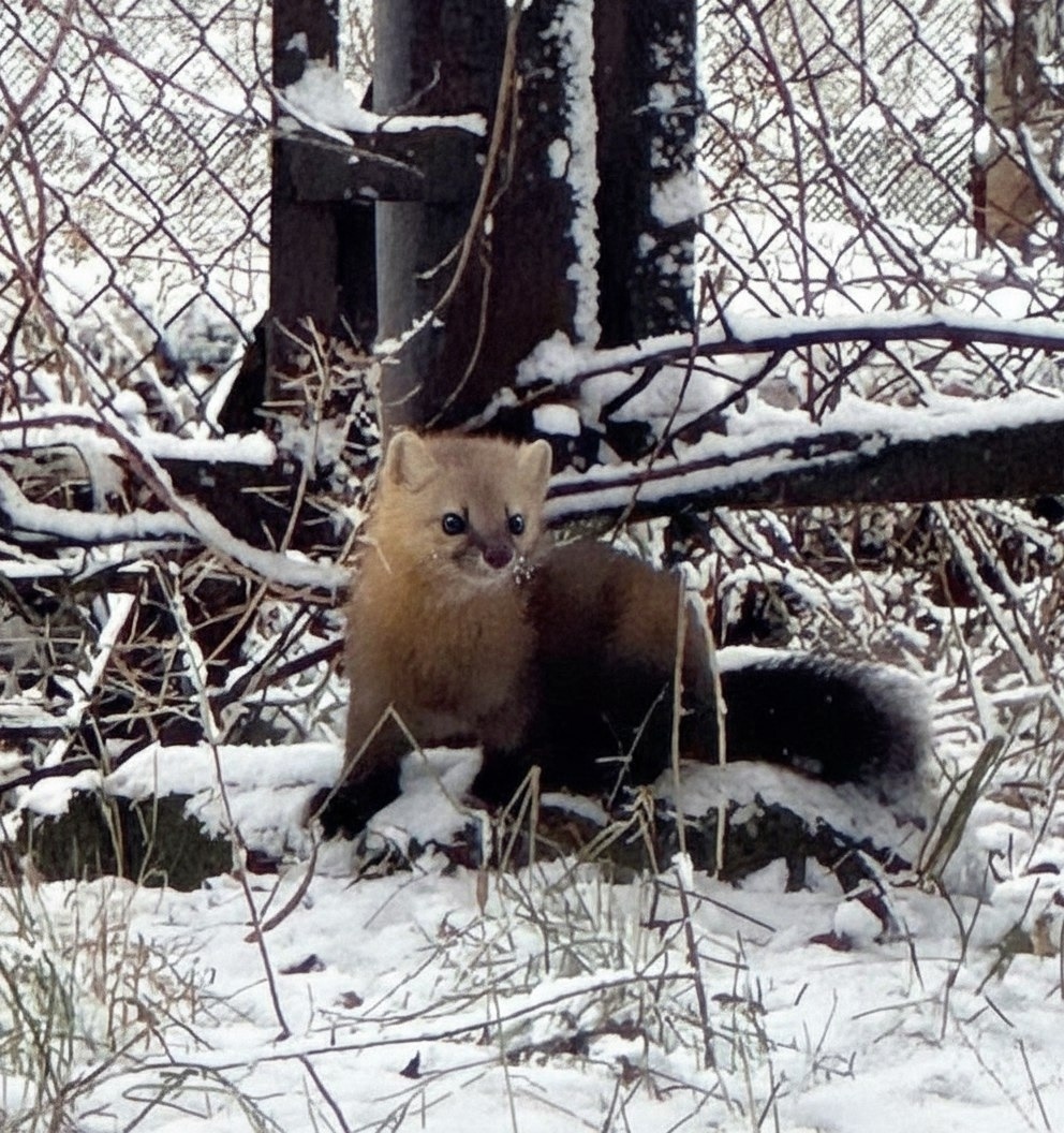 Дикий зверь вышел в жилой микрорайон Братска